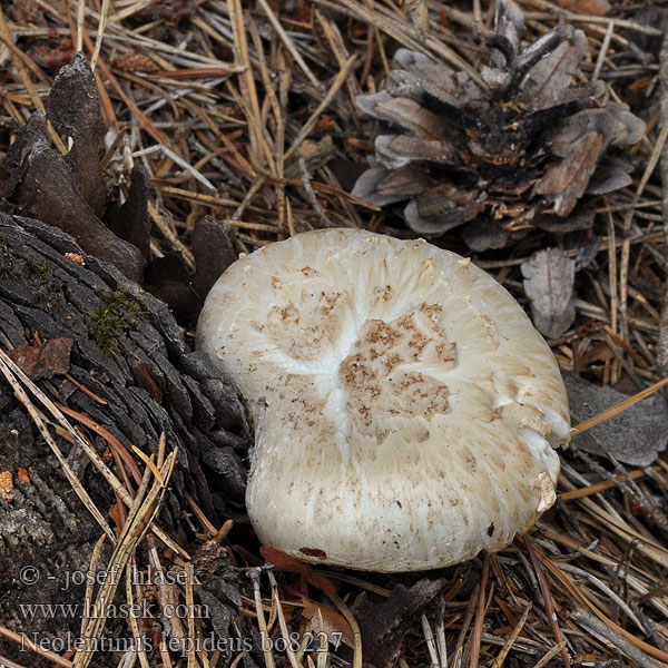 Neolentinus lepideus Syllsvamp Ratapölkkysieni Lentin écailleux Svillesopp Пилолистник чешуйчатый Train wrecker Scaly lentinus