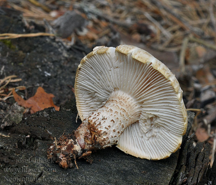 Neolentinus lepideus Syllsvamp Ratapölkkysieni Lentin écailleux Svillesopp Пилолистник чешуйчатый Train wrecker Scaly lentinus