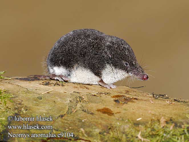 Neomys anomalus Southern Water Shrew suovesipäästäinen Musaraigne aquatique Crossope Miller Millers waterspitsmuis Toporagno Acquatico Miller Miler-cickány Sumpfspitzmaus Rzęsorek mniejszy dulovnica menšia rejsec černý Musgaño Cabrera Millers vattennäbbmus sumpnäbbmus Musaranho-de-água Sivriburunlu bataklıkfaresi Малая кутора スペインミズトガリネズミ Малка водна земеровка mocvarna rovka Močvirska rovka vodena rovčica Βαλτομυγαλίδα