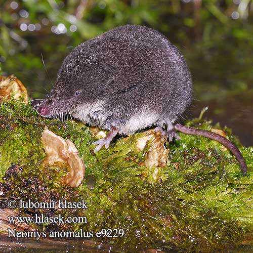 Малка водна земеровка mocvarna rovka Močvirska rovka vodena rovčica Βαλτομυγαλίδα Neomys anomalus Southern Water Shrew suovesipäästäinen Musaraigne aquatique Crossope Miller Millers waterspitsmuis Toporagno Acquatico Miller Miler-cickány Sumpfspitzmaus Rzęsorek mniejszy dulovnica menšia Rejsec černý Musgaño Cabrera Millers vattennäbbmus sumpnäbbmus Musaranho-de-água Sivriburunlu bataklıkfaresi Малая кутора スペインミズトガリネズミ