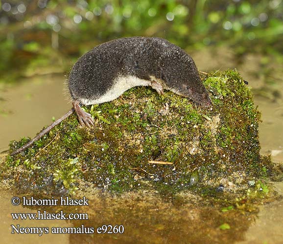 Močvirska rovka vodena rovčica Βαλτομυγαλίδα Neomys anomalus Southern Water Shrew suovesipäästäinen Musaraigne aquatique Crossope Miller Millers waterspitsmuis Toporagno Acquatico Miller Miler-cickány Sumpfspitzmaus Rzęsorek mniejszy dulovnica menšia Rejsec černý Musgaño Cabrera Millers vattennäbbmus sumpnäbbmus Musaranho-de-água Sivriburunlu bataklıkfaresi Малая кутора スペインミズトガリネズミ Малка водна земеровка mocvarna rovka