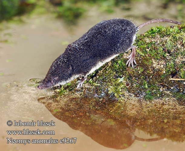 Βαλτομυγαλίδα Neomys anomalus Southern Water Shrew suovesipäästäinen Musaraigne aquatique Crossope Miller Millers waterspitsmuis Toporagno Acquatico Miller Miler-cickány Sumpfspitzmaus Rzęsorek mniejszy dulovnica menšia Rejsec černý Musgaño Cabrera Millers vattennäbbmus sumpnäbbmus Musaranho-de-água Sivriburunlu bataklıkfaresi Малая кутора スペインミズトガリネズミ Малка водна земеровка mocvarna rovka Močvirska rovka vodena rovčica