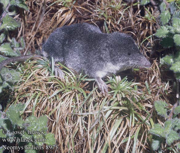 Water Shrew Musaraigne aquatique Wasserspitzmaus Musgaño patiblanco rejsec vodní Rzęsorek rzeczek dulovnica väčšia Toporagno d'acqua Waterspitsmuis Vandspidsmusen Vesipäästäinen közönséges vízicickány Vesimutt lielais ūdenscirslis חדף המים ミズトガリネズミ 갯첨서 Vandeninis kirstukas Vannspissmus chiţcan apă Голяма водна земеровка Водяная кутора землеройка Обыкновенная ：水鼩鼱 Νερομυγαλίδα Vattennäbbmus Neomys fodiens