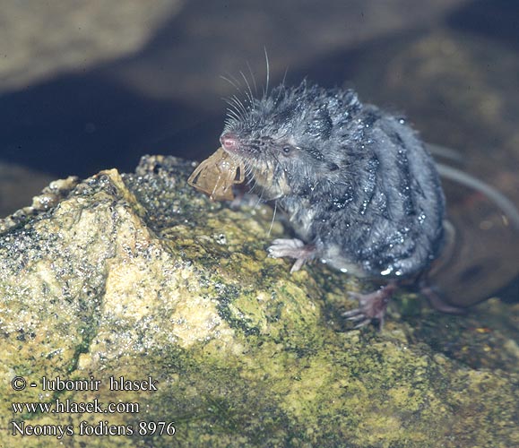 Water Shrew Musaraigne aquatique Wasserspitzmaus Musgaño patiblanco rejsec vodní Rzęsorek rzeczek dulovnica väčšia Toporagno d'acqua Waterspitsmuis Vandspidsmusen Vesipäästäinen közönséges vízicickány Vesimutt lielais ūdenscirslis חדף המים ミズトガリネズミ 갯첨서 Vandeninis kirstukas Vannspissmus chiţcan apă Голяма водна земеровка Водяная кутора землеройка Обыкновенная ：水鼩鼱 Νερομυγαλίδα Vattennäbbmus Neomys fodiens