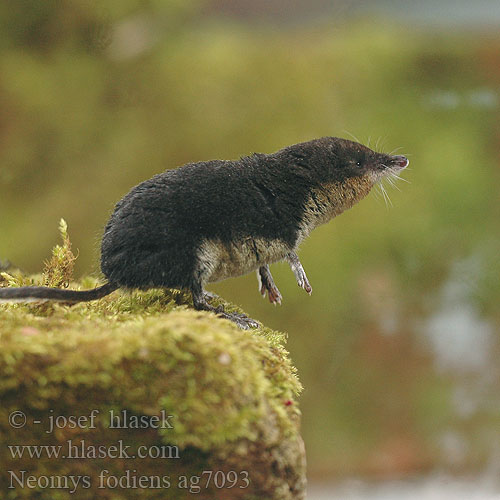 Water Shrew Musaraigne aquatique Wasserspitzmaus Musgaño patiblanco rejsec vodní Rzęsorek rzeczek dulovnica väčšia Toporagno d'acqua Waterspitsmuis Vandspidsmusen Vesipäästäinen közönséges vízicickány Vesimutt lielais ūdenscirslis חדף המים ミズトガリネズミ 갯첨서 Vandeninis kirstukas Vannspissmus chiţcan apă Голяма водна земеровка Водяная кутора землеройка Обыкновенная ：水鼩鼱 Νερομυγαλίδα Vattennäbbmus Neomys fodiens