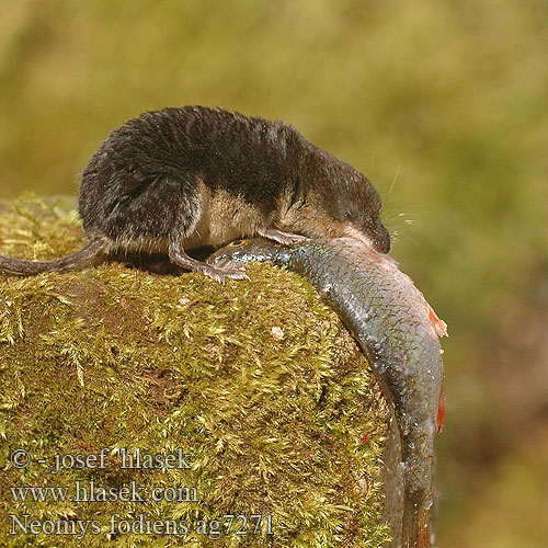 Wasserspitzmaus Musgaño patiblanco Rejsec vodní Rzęsorek rzeczek Dulovnica väčšia Toporagno d'acqua Waterspitsmuis Vandspidsmusen Vesipäästäinen közönséges vízicickány Vesimutt Lielais ūdenscirslis חדף המים ミズトガリネズミ 갯첨서 Vandeninis kirstukas Vannspissmus Chiţcan apă Голяма водна земеровка Водяная кутора землеройка Обыкновенная ：水鼩鼱 Νερομυγαλίδα Vattennäbbmus Neomys fodiens Water Shrew Musaraigne aquatique