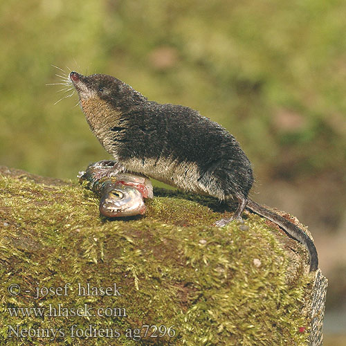 Wasserspitzmaus Musgaño patiblanco Rejsec vodní Rzęsorek rzeczek Dulovnica väčšia Toporagno d'acqua Waterspitsmuis Vandspidsmusen Vesipäästäinen közönséges vízicickány Vesimutt Lielais ūdenscirslis חדף המים ミズトガリネズミ 갯첨서 Vandeninis kirstukas Vannspissmus Chiţcan apă Голяма водна земеровка Водяная кутора землеройка Обыкновенная ：水鼩鼱 Νερομυγαλίδα Vattennäbbmus Neomys fodiens Water Shrew Musaraigne aquatique