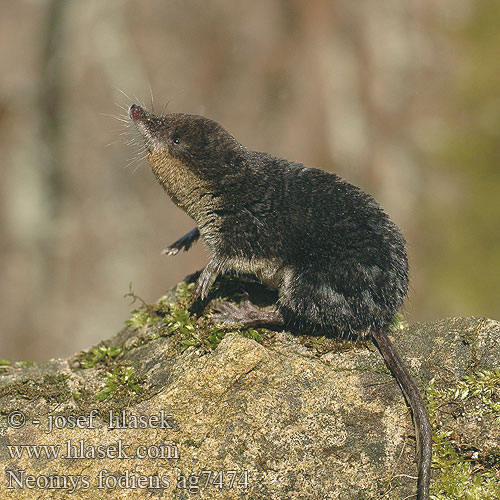 Toporagno d'acqua Waterspitsmuis Vandspidsmusen Vesipäästäinen közönséges vízicickány Vesimutt Lielais ūdenscirslis חדף המים ミズトガリネズミ 갯첨서 Vandeninis kirstukas Vannspissmus Chiţcan apă Голяма водна земеровка Водяная кутора землеройка Обыкновенная ：水鼩鼱 Νερομυγαλίδα Vattennäbbmus Neomys fodiens Water Shrew Musaraigne aquatique Wasserspitzmaus Musgaño patiblanco Rejsec vodní Rzęsorek rzeczek Dulovnica väčšia