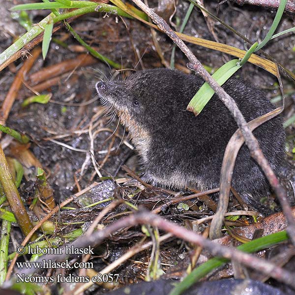 Waterspitsmuis Vandspidsmusen Vesipäästäinen közönséges vízicickány Vesimutt Lielais ūdenscirslis חדף המים ミズトガリネズミ 갯첨서 Vandeninis kirstukas Vannspissmus Chiţcan apă Голяма водна земеровка Водяная кутора землеройка Обыкновенная ：水鼩鼱 Νερομυγαλίδα Vattennäbbmus Neomys fodiens Water Shrew Musaraigne aquatique Wasserspitzmaus Musgaño patiblanco Rejsec vodní Rzęsorek rzeczek Dulovnica väčšia Toporagno d'acqua