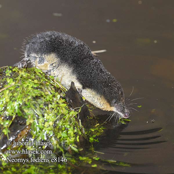 ：水鼩鼱 Νερομυγαλίδα Vattennäbbmus Neomys fodiens Water Shrew Musaraigne aquatique Wasserspitzmaus Musgaño patiblanco Rejsec vodní Rzęsorek rzeczek Dulovnica väčšia Toporagno acqua Waterspitsmuis Vandspidsmusen Vesipäästäinen Közönséges vízicickány Vesimutt Lielais ūdenscirslis חדף המים ミズトガリネズミ 갯첨서 Vandeninis kirstukas Vannspissmus Chiţcan apă Голяма водна земеровка Водяная кутора землеройка Обыкновенная