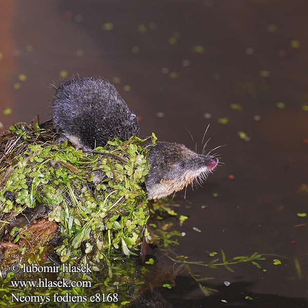 ：水鼩鼱 Νερομυγαλίδα Vattennäbbmus Neomys fodiens Water Shrew Musaraigne aquatique Wasserspitzmaus Musgaño patiblanco Rejsec vodní Rzęsorek rzeczek Dulovnica väčšia Toporagno acqua Waterspitsmuis Vandspidsmusen Vesipäästäinen Közönséges vízicickány Vesimutt Lielais ūdenscirslis חדף המים ミズトガリネズミ 갯첨서 Vandeninis kirstukas Vannspissmus Chiţcan apă Голяма водна земеровка Водяная кутора землеройка Обыкновенная