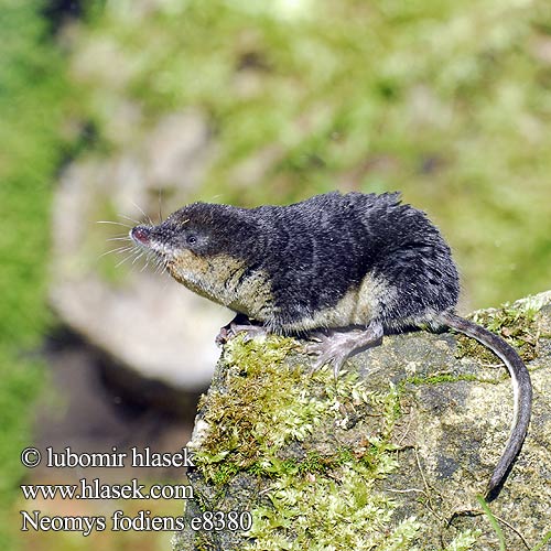 Neomys fodiens Water Shrew Musaraigne aquatique Wasserspitzmaus Musgaño patiblanco Rejsec vodní Rzęsorek rzeczek Dulovnica väčšia Toporagno d'acqua Waterspitsmuis Vandspidsmusen Vesipäästäinen közönséges vízicickány Vesimutt Lielais ūdenscirslis חדף המים ミズトガリネズミ 갯첨서 Vandeninis kirstukas Vannspissmus Chiţcan apă Голяма водна земеровка Водяная кутора землеройка Обыкновенная ：水鼩鼱 Νερομυγαλίδα Vattennäbbmus