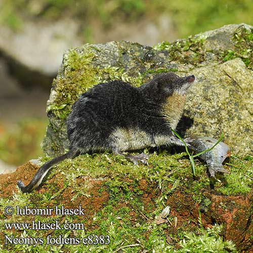 Neomys fodiens Water Shrew Musaraigne aquatique Wasserspitzmaus Musgaño patiblanco Rejsec vodní Rzęsorek rzeczek Dulovnica väčšia Toporagno d'acqua Waterspitsmuis Vandspidsmusen Vesipäästäinen közönséges vízicickány Vesimutt Lielais ūdenscirslis חדף המים ミズトガリネズミ 갯첨서 Vandeninis kirstukas Vannspissmus Chiţcan apă Голяма водна земеровка Водяная кутора землеройка Обыкновенная ：水鼩鼱 Νερομυγαλίδα Vattennäbbmus