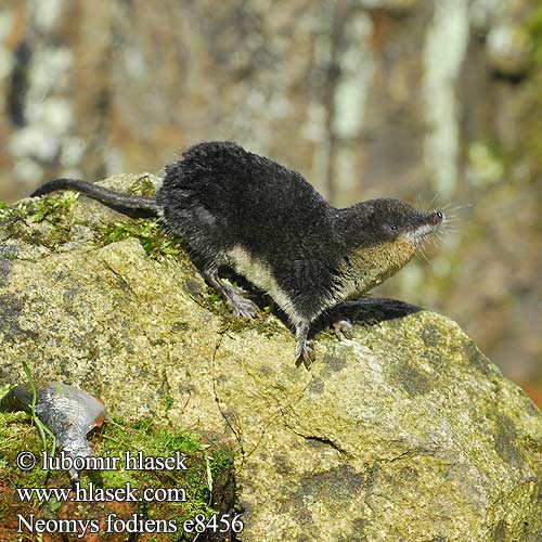 Neomys fodiens Water Shrew Musaraigne aquatique Wasserspitzmaus Musgaño patiblanco Rejsec vodní Rzęsorek rzeczek Dulovnica väčšia Toporagno d'acqua Waterspitsmuis Vandspidsmusen Vesipäästäinen közönséges vízicickány Vesimutt Lielais ūdenscirslis חדף המים ミズトガリネズミ 갯첨서 Vandeninis kirstukas Vannspissmus Chiţcan apă Голяма водна земеровка Водяная кутора землеройка Обыкновенная ：水鼩鼱 Νερομυγαλίδα Vattennäbbmus