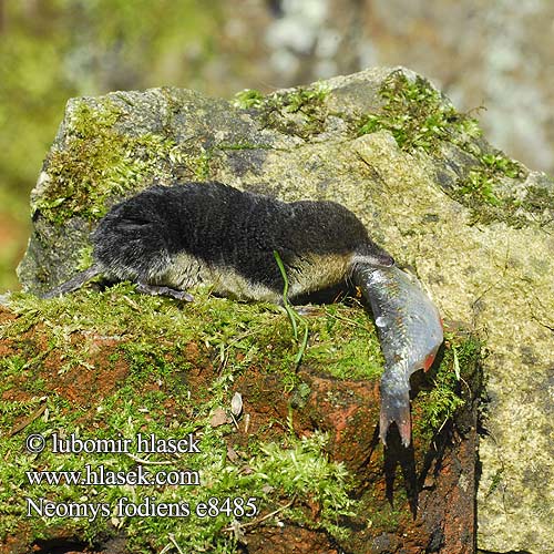 Water Shrew Musaraigne aquatique Wasserspitzmaus Musgaño patiblanco Rejsec vodní Rzęsorek rzeczek Dulovnica väčšia Toporagno d'acqua Waterspitsmuis Vandspidsmusen Vesipäästäinen közönséges vízicickány Vesimutt Lielais ūdenscirslis חדף המים ミズトガリネズミ 갯첨서 Vandeninis kirstukas Vannspissmus Chiţcan apă Голяма водна земеровка Водяная кутора землеройка Обыкновенная ：水鼩鼱 Νερομυγαλίδα Vattennäbbmus Neomys fodiens