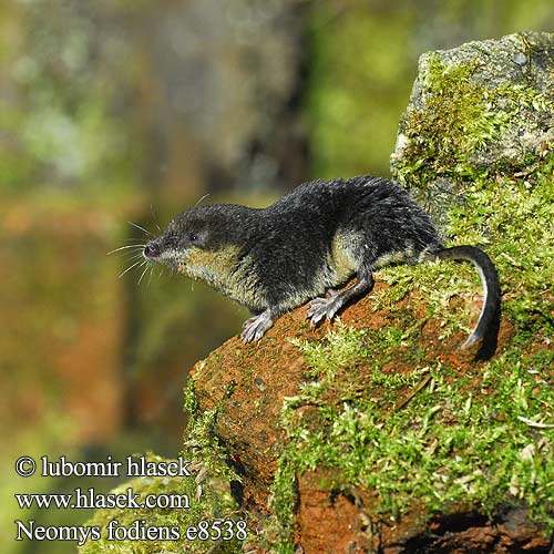 Water Shrew Musaraigne aquatique Wasserspitzmaus Musgaño patiblanco Rejsec vodní Rzęsorek rzeczek Dulovnica väčšia Toporagno d'acqua Waterspitsmuis Vandspidsmusen Vesipäästäinen közönséges vízicickány Vesimutt Lielais ūdenscirslis חדף המים ミズトガリネズミ 갯첨서 Vandeninis kirstukas Vannspissmus Chiţcan apă Голяма водна земеровка Водяная кутора землеройка Обыкновенная ：水鼩鼱 Νερομυγαλίδα Vattennäbbmus Neomys fodiens