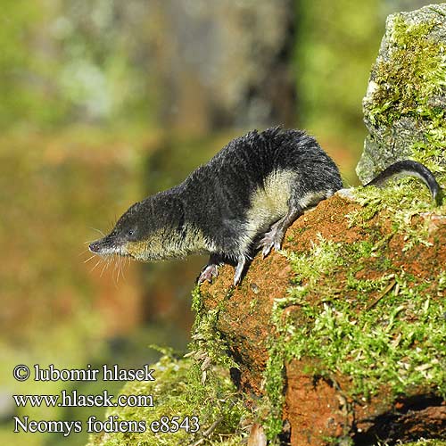 Water Shrew Musaraigne aquatique Wasserspitzmaus Musgaño patiblanco Rejsec vodní Rzęsorek rzeczek Dulovnica väčšia Toporagno d'acqua Waterspitsmuis Vandspidsmusen Vesipäästäinen közönséges vízicickány Vesimutt Lielais ūdenscirslis חדף המים ミズトガリネズミ 갯첨서 Vandeninis kirstukas Vannspissmus Chiţcan apă Голяма водна земеровка Водяная кутора землеройка Обыкновенная ：水鼩鼱 Νερομυγαλίδα Vattennäbbmus Neomys fodiens