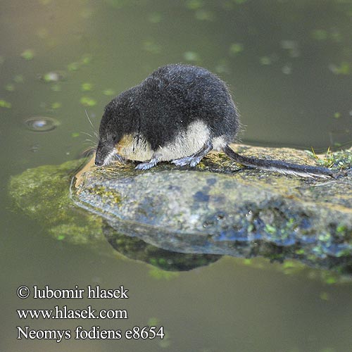 Water Shrew Musaraigne aquatique Wasserspitzmaus Musgaño patiblanco Rejsec vodní Rzęsorek rzeczek Dulovnica väčšia Toporagno d'acqua Waterspitsmuis Vandspidsmusen Vesipäästäinen közönséges vízicickány Vesimutt Lielais ūdenscirslis חדף המים ミズトガリネズミ 갯첨서 Vandeninis kirstukas Vannspissmus Chiţcan apă Голяма водна земеровка Водяная кутора землеройка Обыкновенная ：水鼩鼱 Νερομυγαλίδα Vattennäbbmus Neomys fodiens