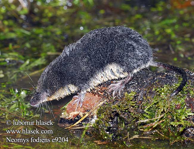 Water Shrew Musaraigne aquatique Wasserspitzmaus Musgaño patiblanco Rejsec vodní Rzęsorek rzeczek Dulovnica väčšia Toporagno d'acqua Waterspitsmuis Vandspidsmusen Vesipäästäinen közönséges vízicickány Vesimutt Lielais ūdenscirslis חדף המים ミズトガリネズミ 갯첨서 Vandeninis kirstukas Vannspissmus Chiţcan apă Голяма водна земеровка Водяная кутора землеройка Обыкновенная ：水鼩鼱 Νερομυγαλίδα Vattennäbbmus Neomys fodiens