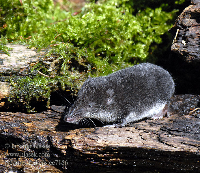 Neomys fodiens Rejsec vodní Rzęsorek rzeczek Dulovnica väčšia Toporagno d'acqua Water Shrew Musaraigne aquatique Wasserspitzmaus Musgaño patiblanco Waterspitsmuis Vandspidsmusen Vesipäästäinen közönséges vízicickány Vesimutt Lielais ūdenscirslis חדף המים ミズトガリネズミ 갯첨서 Vandeninis kirstukas Vannspissmus Chiţcan apă Голяма водна земеровка Водяная кутора землеройка Обыкновенная ：水鼩鼱 Νερομυγαλίδα Vattennäbbmus