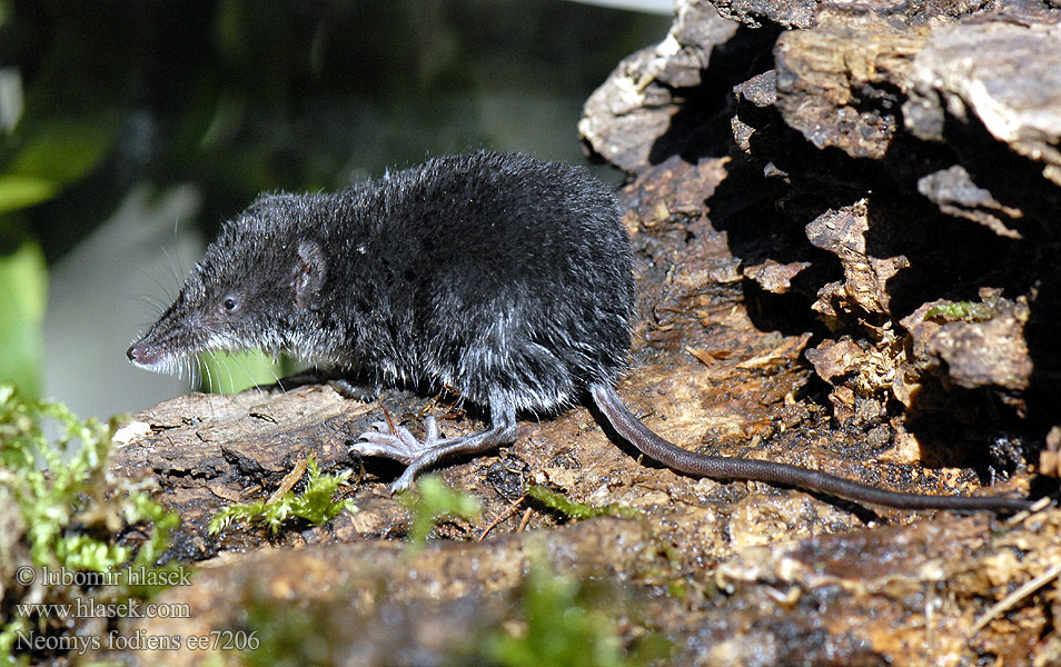 Toporagno d'acqua Water Shrew Musaraigne aquatique Wasserspitzmaus Musgaño patiblanco Waterspitsmuis Vandspidsmusen Vesipäästäinen közönséges vízicickány Vesimutt Lielais ūdenscirslis חדף המים ミズトガリネズミ 갯첨서 Vandeninis kirstukas Vannspissmus Chiţcan apă Голяма водна земеровка Водяная кутора землеройка Обыкновенная ：水鼩鼱 Νερομυγαλίδα Vattennäbbmus Neomys fodiens Rejsec vodní Rzęsorek rzeczek Dulovnica väčšia