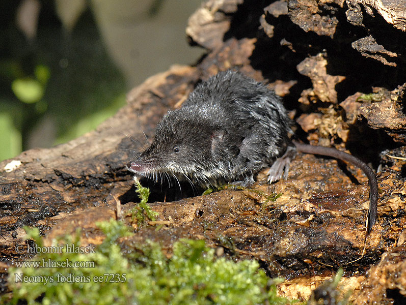 Wasserspitzmaus Musgaño patiblanco Waterspitsmuis Vandspidsmusen Vesipäästäinen közönséges vízicickány Vesimutt Lielais ūdenscirslis חדף המים ミズトガリネズミ 갯첨서 Vandeninis kirstukas Vannspissmus Chiţcan apă Голяма водна земеровка Водяная кутора землеройка Обыкновенная ：水鼩鼱 Νερομυγαλίδα Vattennäbbmus Neomys fodiens Rejsec vodní Rzęsorek rzeczek Dulovnica väčšia Toporagno d'acqua Water Shrew Musaraigne aquatique