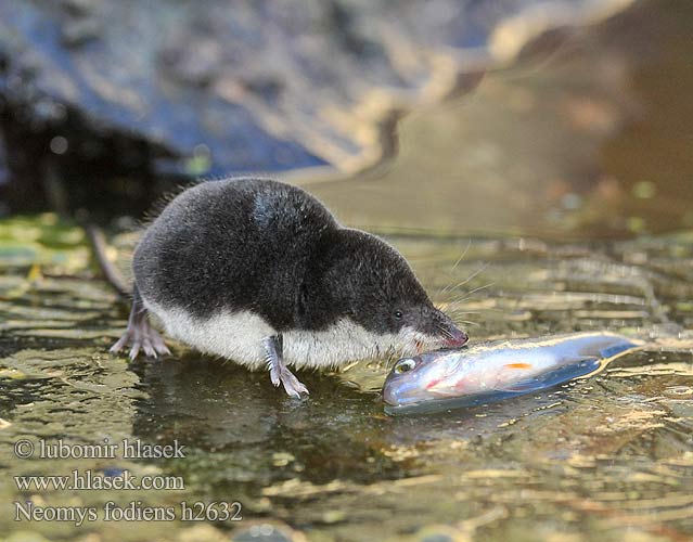 ：水鼩鼱 Νερομυγαλίδα Vattennäbbmus Water Shrew Musaraigne aquatique Wasserspitzmaus Musgaño patiblanco rejsec vodní Rzęsorek rzeczek dulovnica väčšia Toporagno d'acqua Waterspitsmuis Vandspidsmusen Vesipäästäinen közönséges vízicickány Vesimutt Neomys fodiens Vannspissmus Chiţcan apă Голяма водна земеровка Водяная кутора землеройка Обыкновенная