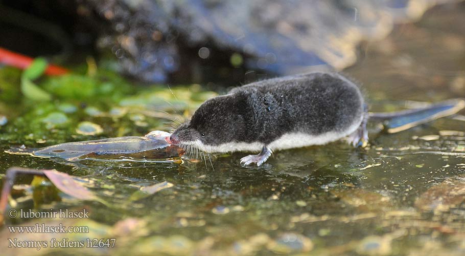 Νερομυγαλίδα Vattennäbbmus Water Shrew Musaraigne aquatique Wasserspitzmaus Musgaño patiblanco rejsec vodní Rzęsorek rzeczek dulovnica väčšia Toporagno d'acqua Waterspitsmuis Vandspidsmusen Vesipäästäinen közönséges vízicickány Vesimutt Neomys fodiens Vannspissmus Chiţcan apă Голяма водна земеровка Водяная кутора землеройка Обыкновенная ：水鼩鼱