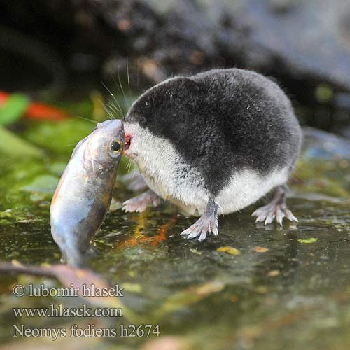 Vattennäbbmus Water Shrew Musaraigne aquatique Wasserspitzmaus Musgaño patiblanco rejsec vodní Rzęsorek rzeczek dulovnica väčšia Toporagno d'acqua Waterspitsmuis Vandspidsmusen Vesipäästäinen közönséges vízicickány Vesimutt Neomys fodiens Vannspissmus Chiţcan apă Голяма водна земеровка Водяная кутора землеройка Обыкновенная ：水鼩鼱 Νερομυγαλίδα