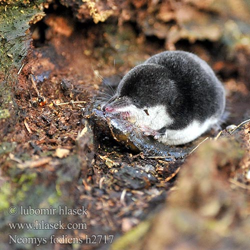 Water Shrew Musaraigne aquatique Wasserspitzmaus Musgaño patiblanco rejsec vodní Rzęsorek rzeczek dulovnica väčšia Toporagno d'acqua Waterspitsmuis Vandspidsmusen Vesipäästäinen közönséges vízicickány Vesimutt Neomys fodiens Vannspissmus Chiţcan apă Голяма водна земеровка Водяная кутора землеройка Обыкновенная ：水鼩鼱 Νερομυγαλίδα Vattennäbbmus