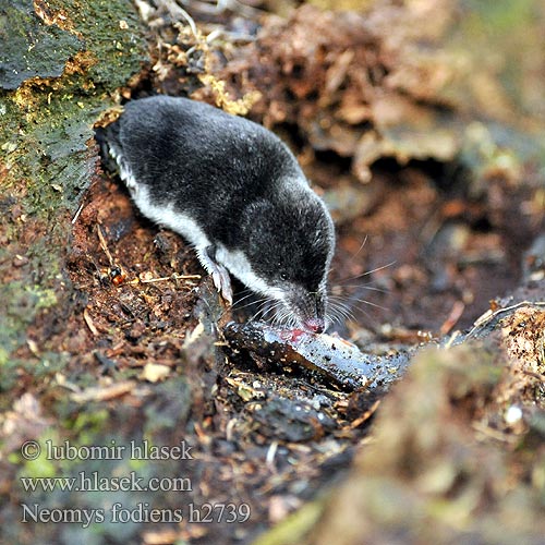 Musaraigne aquatique Wasserspitzmaus Musgaño patiblanco rejsec vodní Rzęsorek rzeczek dulovnica väčšia Toporagno d'acqua Waterspitsmuis Vandspidsmusen Vesipäästäinen közönséges vízicickány Vesimutt Neomys fodiens Vannspissmus Chiţcan apă Голяма водна земеровка Водяная кутора землеройка Обыкновенная ：水鼩鼱 Νερομυγαλίδα Vattennäbbmus Water Shrew