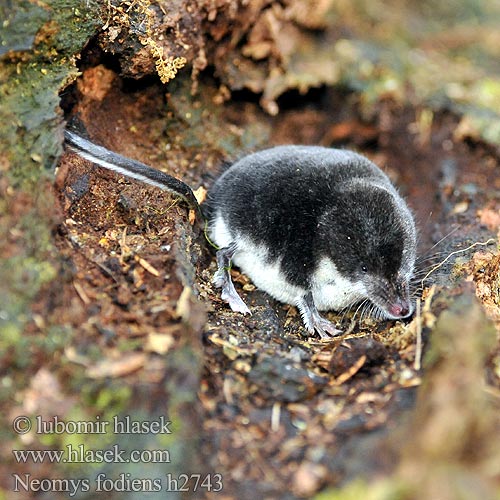 Wasserspitzmaus Musgaño patiblanco rejsec vodní Rzęsorek rzeczek dulovnica väčšia Toporagno d'acqua Waterspitsmuis Vandspidsmusen Vesipäästäinen közönséges vízicickány Vesimutt Neomys fodiens Vannspissmus Chiţcan apă Голяма водна земеровка Водяная кутора землеройка Обыкновенная ：水鼩鼱 Νερομυγαλίδα Vattennäbbmus Water Shrew Musaraigne aquatique