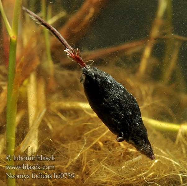 Neomys fodiens hc0739