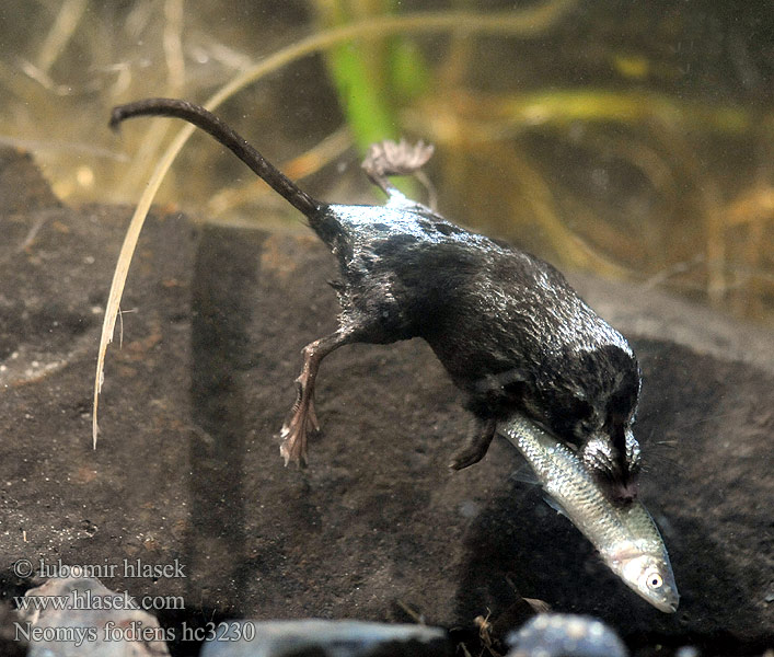 Vattennäbbmus Neomys fodiens Rejsec vodní Rzęsorek rzeczek Dulovnica väčšia Toporagno d'acqua Water Shrew Musaraigne aquatique Wasserspitzmaus Musgaño patiblanco Waterspitsmuis Vandspidsmusen Vesipäästäinen közönséges vízicickány Vesimutt Lielais ūdenscirslis חדף המים ミズトガリネズミ 갯첨서 Vandeninis kirstukas Vannspissmus Chiţcan apă Голяма водна земеровка Водяная кутора землеройка Обыкновенная ：水鼩鼱 Νερομυγαλίδα