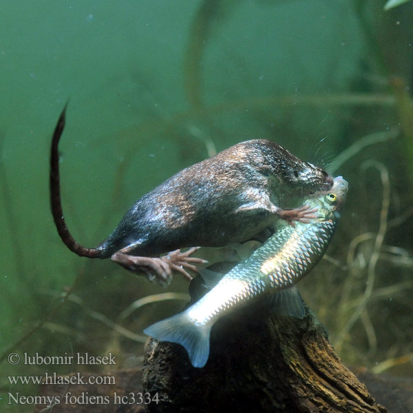 Rzęsorek rzeczek Dulovnica väčšia Toporagno d'acqua Water Shrew Musaraigne aquatique Wasserspitzmaus Musgaño patiblanco Waterspitsmuis Vandspidsmusen Vesipäästäinen közönséges vízicickány Vesimutt Lielais ūdenscirslis חדף המים ミズトガリネズミ 갯첨서 Vandeninis kirstukas Vannspissmus Chiţcan apă Голяма водна земеровка Водяная кутора землеройка Обыкновенная ：水鼩鼱 Νερομυγαλίδα Vattennäbbmus Neomys fodiens Rejsec vodní