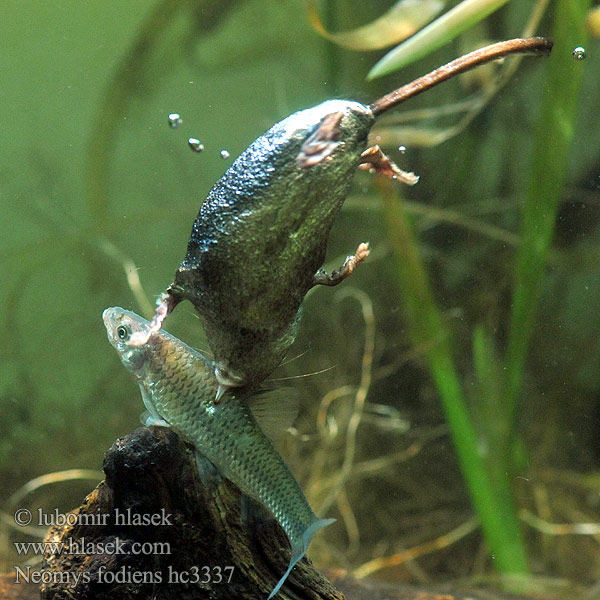 Dulovnica väčšia Toporagno d'acqua Water Shrew Musaraigne aquatique Wasserspitzmaus Musgaño patiblanco Waterspitsmuis Vandspidsmusen Vesipäästäinen közönséges vízicickány Vesimutt Lielais ūdenscirslis חדף המים ミズトガリネズミ 갯첨서 Vandeninis kirstukas Vannspissmus Chiţcan apă Голяма водна земеровка Водяная кутора землеройка Обыкновенная ：水鼩鼱 Νερομυγαλίδα Vattennäbbmus Neomys fodiens Rejsec vodní Rzęsorek rzeczek