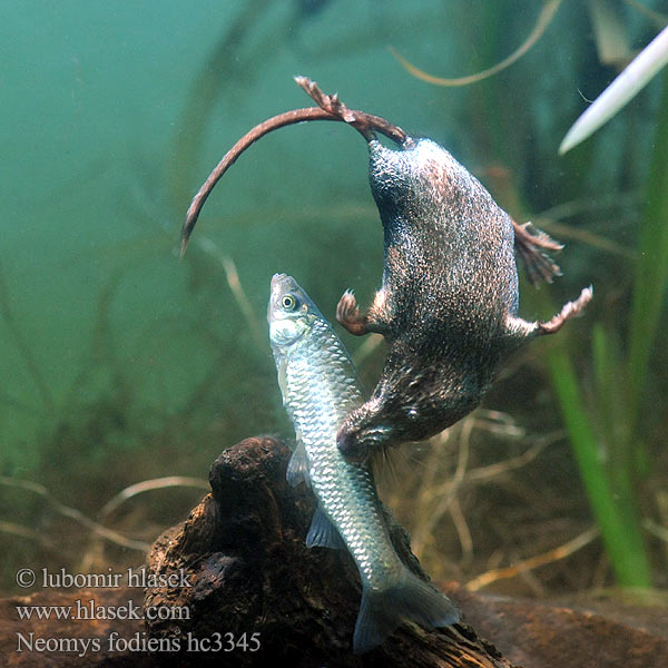 Toporagno d'acqua Water Shrew Musaraigne aquatique Wasserspitzmaus Musgaño patiblanco Waterspitsmuis Vandspidsmusen Vesipäästäinen közönséges vízicickány Vesimutt Lielais ūdenscirslis חדף המים ミズトガリネズミ 갯첨서 Vandeninis kirstukas Vannspissmus Chiţcan apă Голяма водна земеровка Водяная кутора землеройка Обыкновенная ：水鼩鼱 Νερομυγαλίδα Vattennäbbmus Neomys fodiens Rejsec vodní Rzęsorek rzeczek Dulovnica väčšia