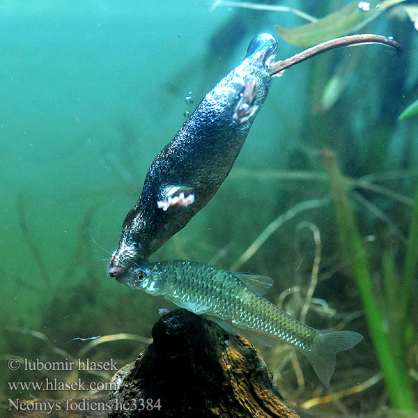 Water Shrew Musaraigne aquatique Wasserspitzmaus Musgaño patiblanco Waterspitsmuis Vandspidsmusen Vesipäästäinen közönséges vízicickány Vesimutt Lielais ūdenscirslis חדף המים ミズトガリネズミ 갯첨서 Vandeninis kirstukas Vannspissmus Chiţcan apă Голяма водна земеровка Водяная кутора землеройка Обыкновенная ：水鼩鼱 Νερομυγαλίδα Vattennäbbmus Neomys fodiens Rejsec vodní Rzęsorek rzeczek Dulovnica väčšia Toporagno d'acqua