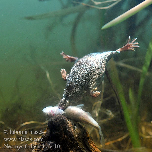 Musaraigne aquatique Wasserspitzmaus Musgaño patiblanco Waterspitsmuis Vandspidsmusen Vesipäästäinen közönséges vízicickány Vesimutt Lielais ūdenscirslis חדף המים ミズトガリネズミ 갯첨서 Vandeninis kirstukas Vannspissmus Chiţcan apă Голяма водна земеровка Водяная кутора землеройка Обыкновенная ：水鼩鼱 Νερομυγαλίδα Vattennäbbmus Neomys fodiens Rejsec vodní Rzęsorek rzeczek Dulovnica väčšia Toporagno d'acqua Water Shrew