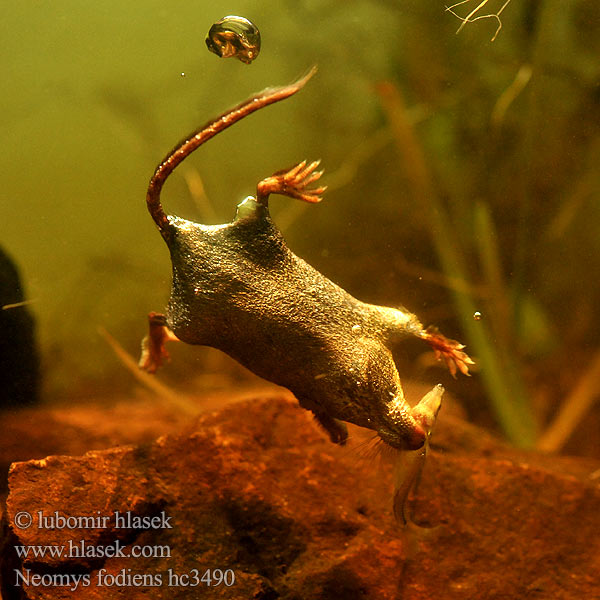 Wasserspitzmaus Musgaño patiblanco Waterspitsmuis Vandspidsmusen Vesipäästäinen közönséges vízicickány Vesimutt Lielais ūdenscirslis חדף המים ミズトガリネズミ 갯첨서 Vandeninis kirstukas Vannspissmus Chiţcan apă Голяма водна земеровка Водяная кутора землеройка Обыкновенная ：水鼩鼱 Νερομυγαλίδα Vattennäbbmus Neomys fodiens Rejsec vodní Rzęsorek rzeczek Dulovnica väčšia Toporagno d'acqua Water Shrew Musaraigne aquatique