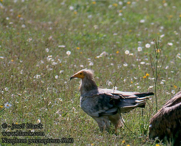 Neophron percnopterus Egyptian Vulture Schmutzgeier