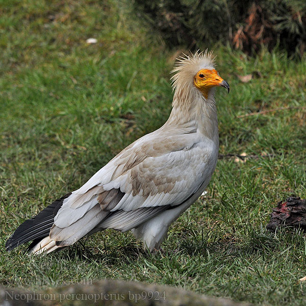 Neophron percnopterus Egyptian Vulture