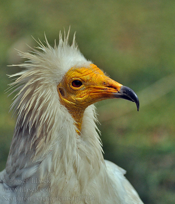 Neophron percnopterus Schmutzgeier