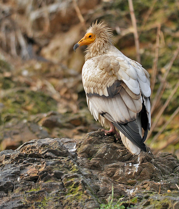 Neophron percnopterus Vautour percnoptère