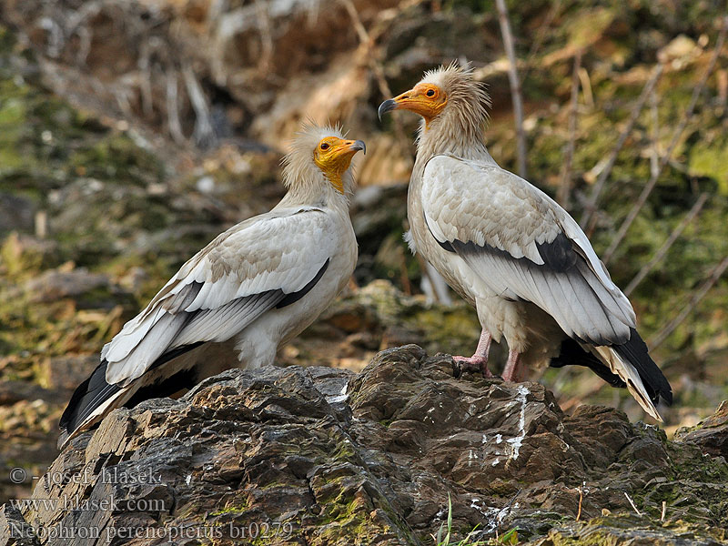 Neophron percnopterus Capovaccaio