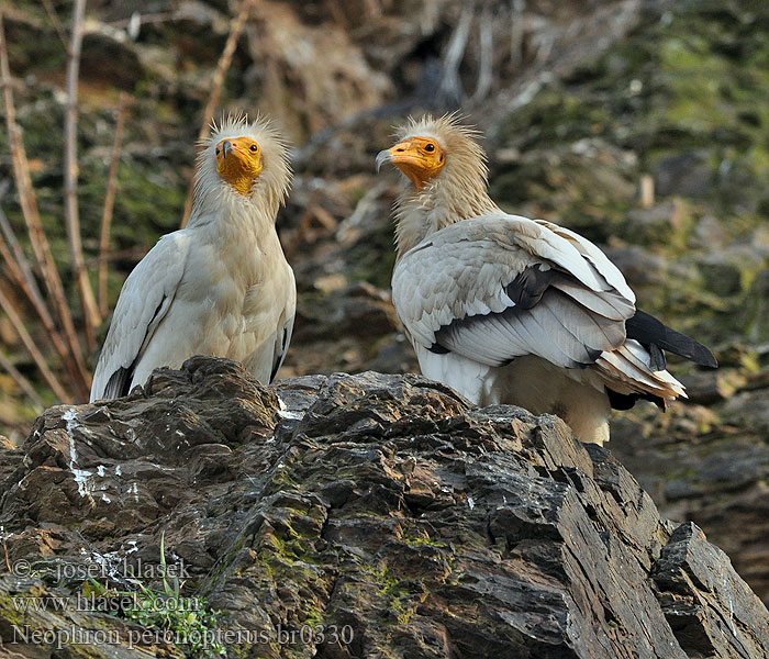 Neophron percnopterus Стервятник