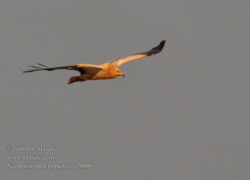 Neophron percnopterus エジプトハゲワシ الرخمة