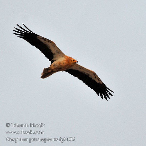 Neophron percnopterus Abutre do Egipto Abutre-do-egipto