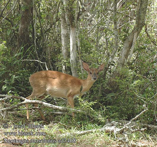 Neotragus moschatus Suni Vaal Rhebok Suni de Zanzibar Soenie Szuni Pézsma-törpeantilop Moschusböckchen Antylopa karłowata suni Antilopka pižmová Soenie Antilopenn vusk Suniantilop 桑岛新小羚 Суни