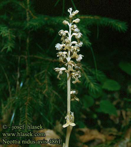 Neottia nidus-avis Birds Nest Bird's-nest Orchid